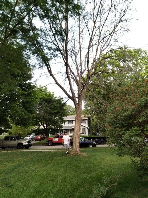 Reliable garden landscaping with custom design across Madison, WI - Early Morning Landscapes