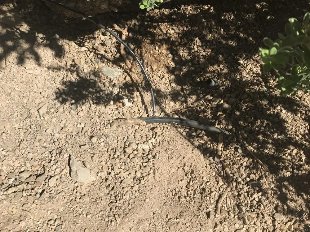 Professional outdoor landscaping in Las Vegas, NV - Earlybird Landscaping