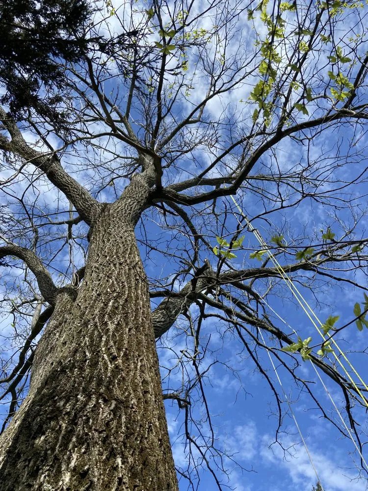 Trusted lawn care service experts serving Norwalk, CT - EarlyGreen Care Landscaping