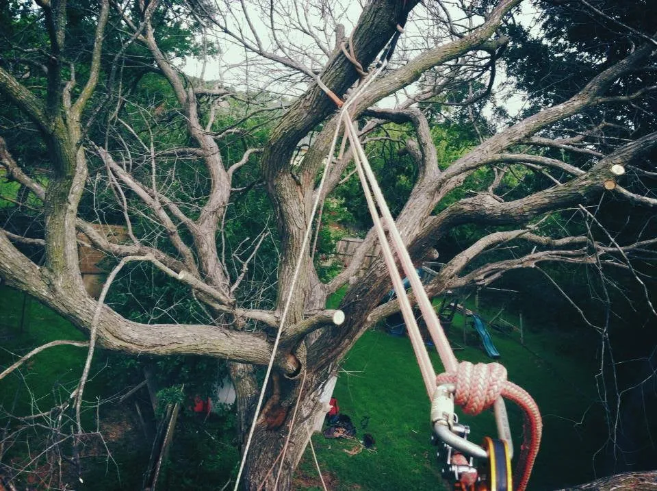 Local yard maintenance in Edmond, OK - Earth and Arbor Tree Service