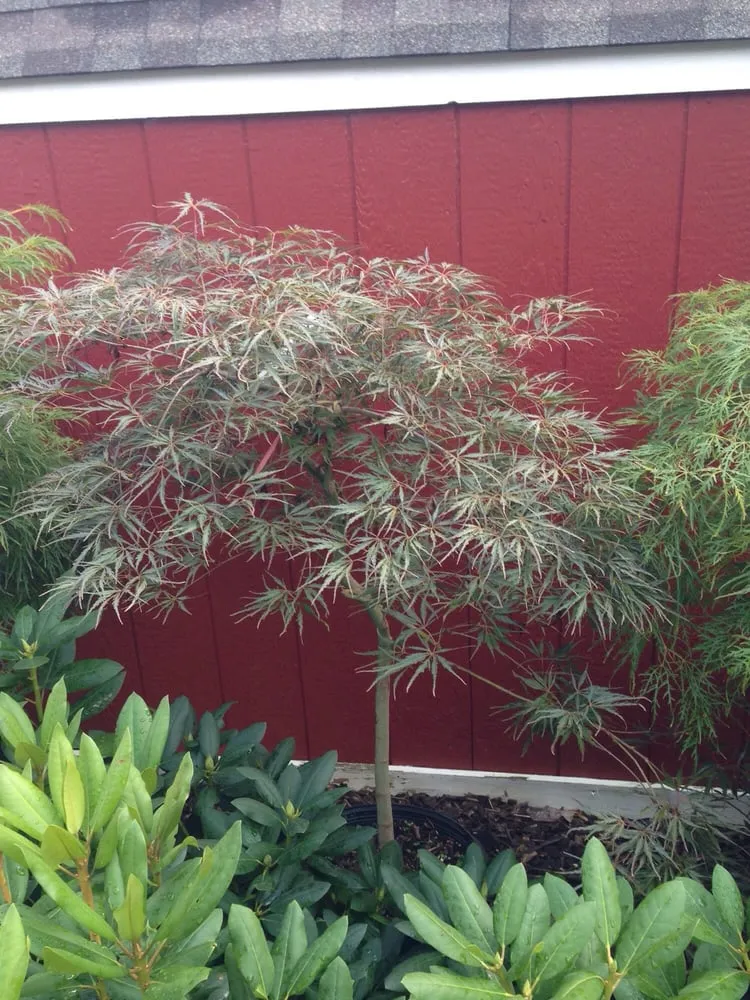 Affordable yard cleanup service in Dexter, MI by Earth Art Garden Center