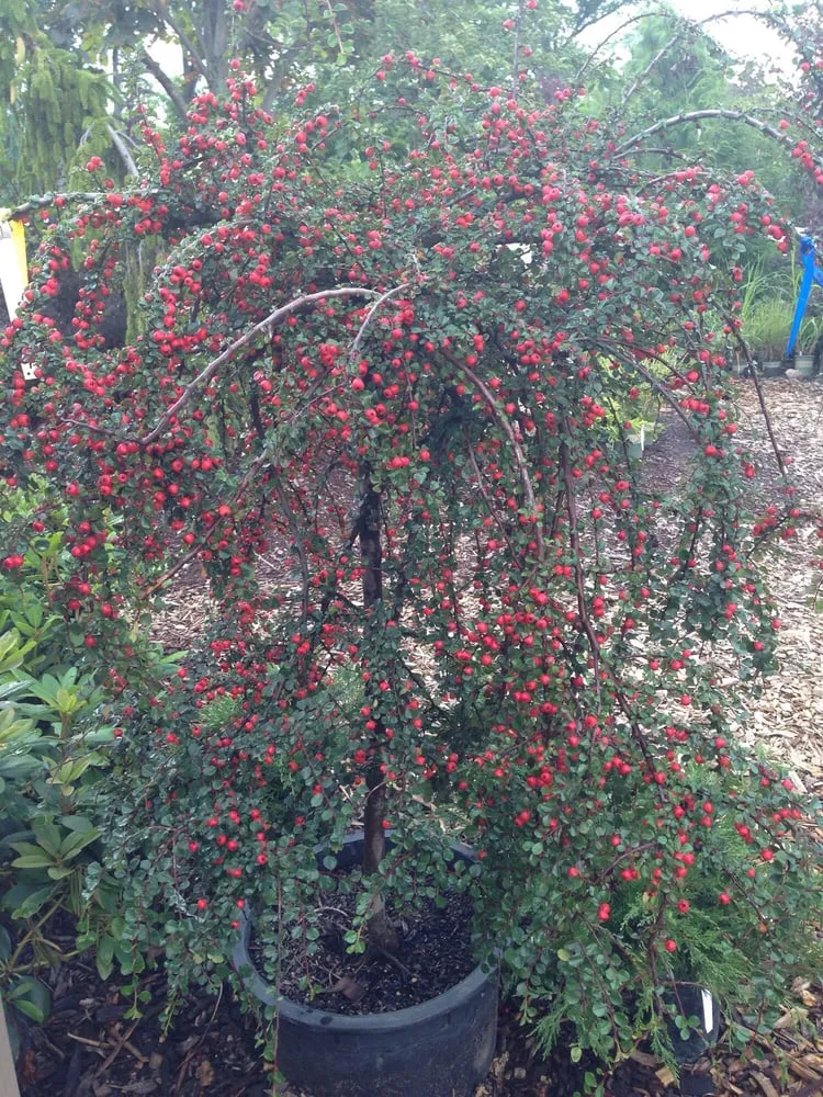 Expert yard cleanup service with custom design in Dexter, MI by Earth Art Garden Center