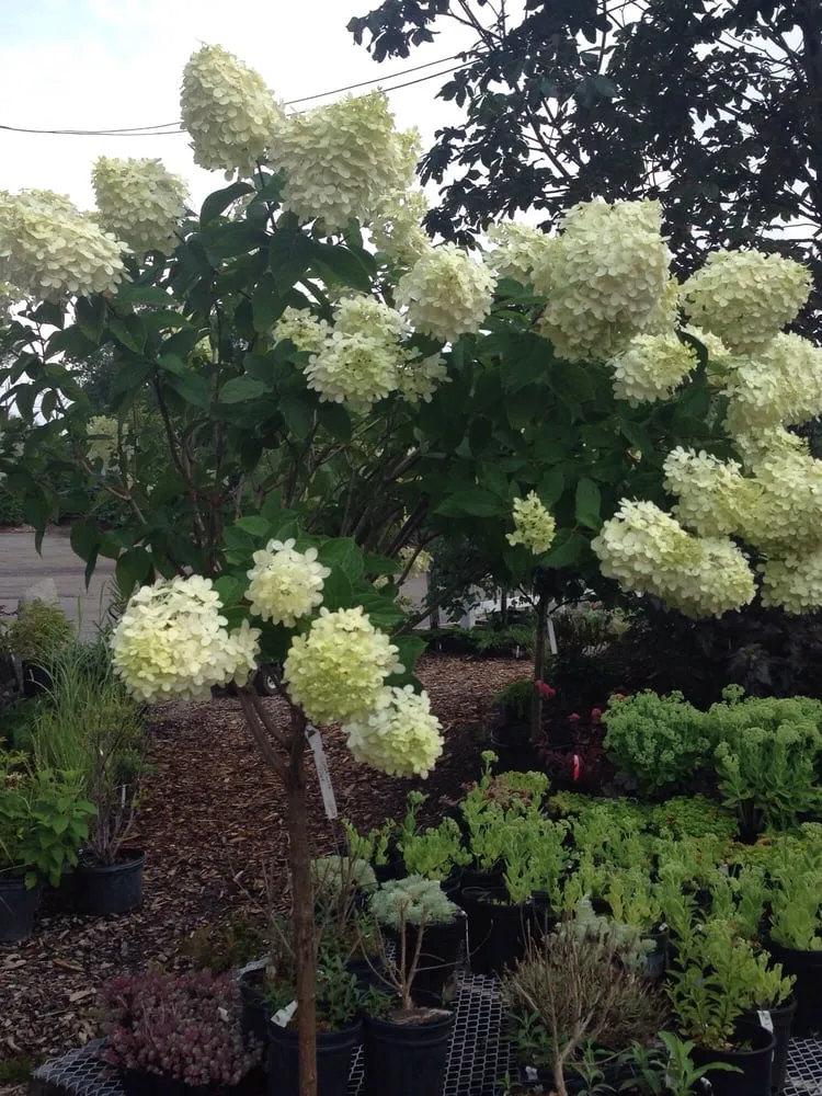 Custom landscaping services for outdoor upgrades in Dexter, MI by Earth Art Garden Center