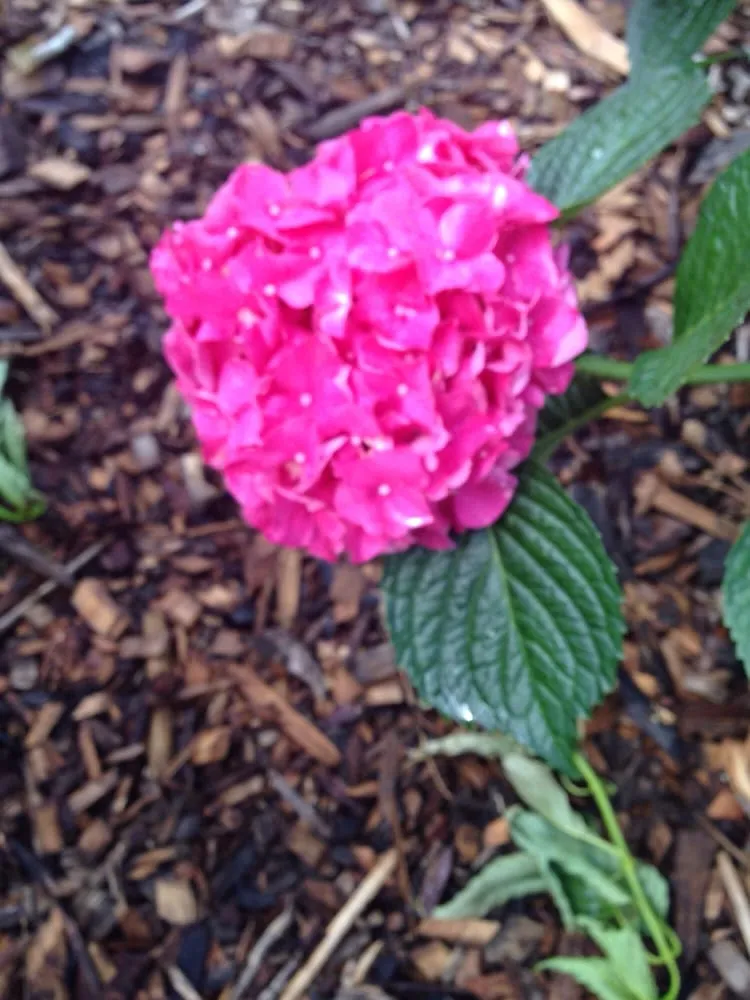 Trusted landscape installation experts serving Dexter, MI - Earth Art Garden Center