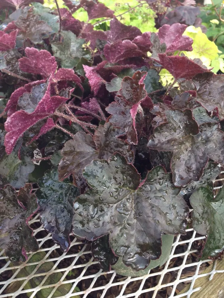 Custom residential landscaping in Dexter, MI - Earth Art Garden Center