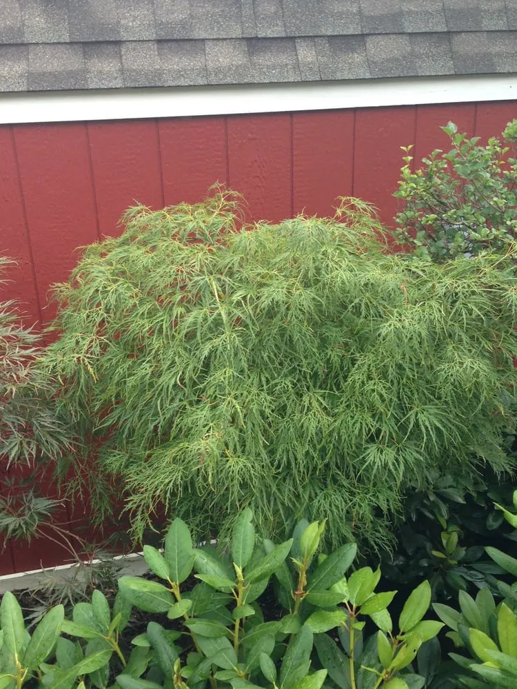 Local lawn care service with custom design in Dexter, MI by Earth Art Garden Center