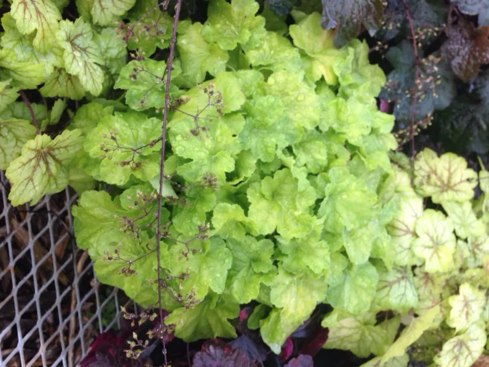 Affordable landscape design experts serving Dexter, MI - Earth Art Garden Center