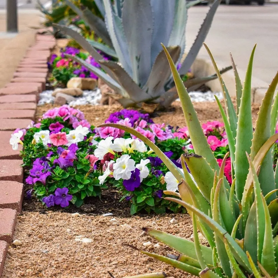 Professional yard maintenance experts serving Galveston, TX - Earth Creations Landscaping
