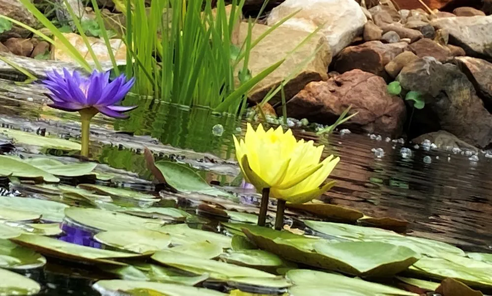 Reliable landscape installation near you across Galveston, TX - Earth Creations Landscaping