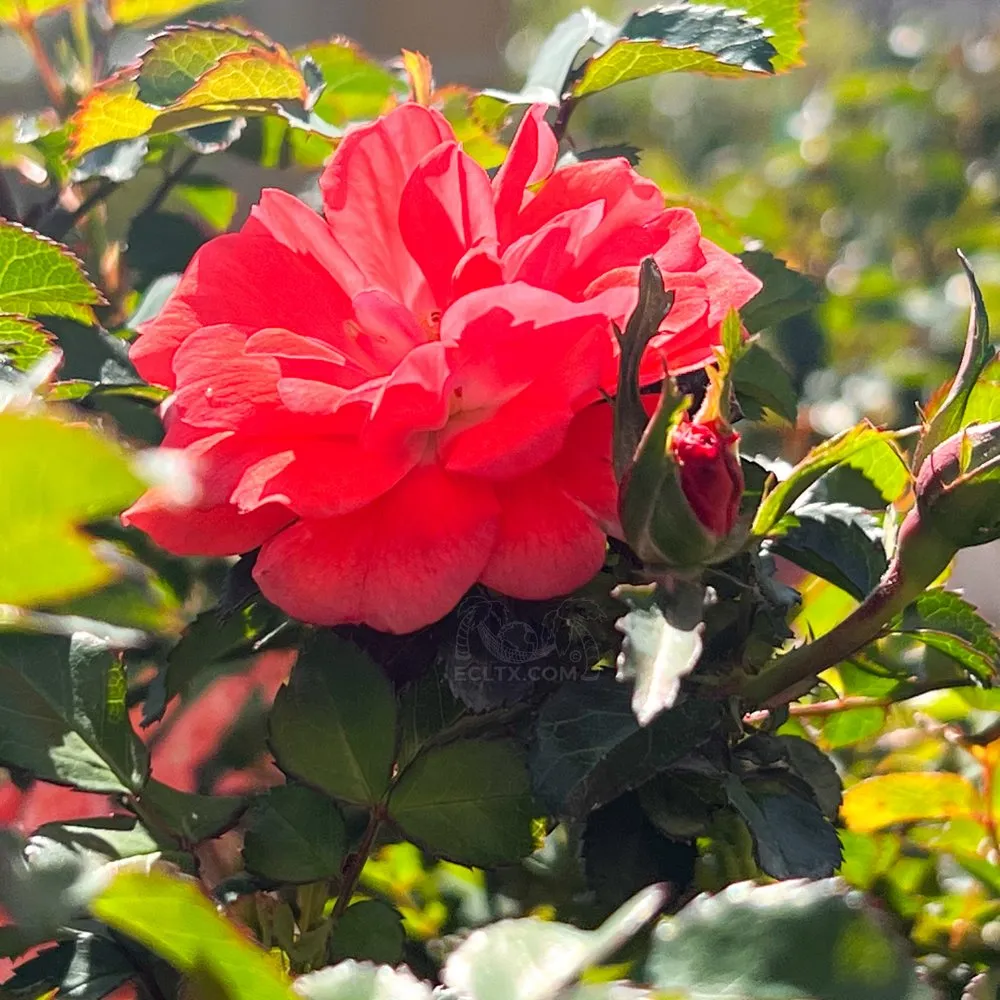 Local yard cleanup service in Galveston, TX by Earth Creations Landscaping