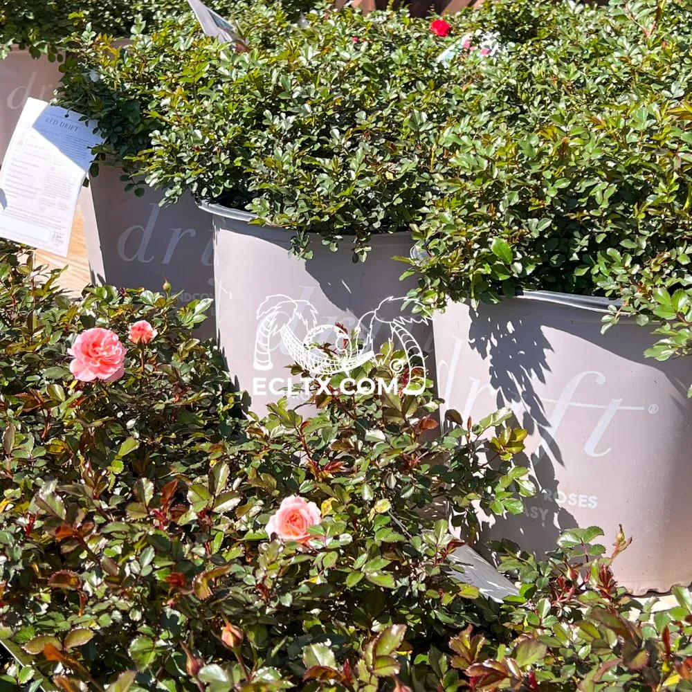 Expert outdoor landscaping near you across Galveston, TX - Earth Creations Landscaping