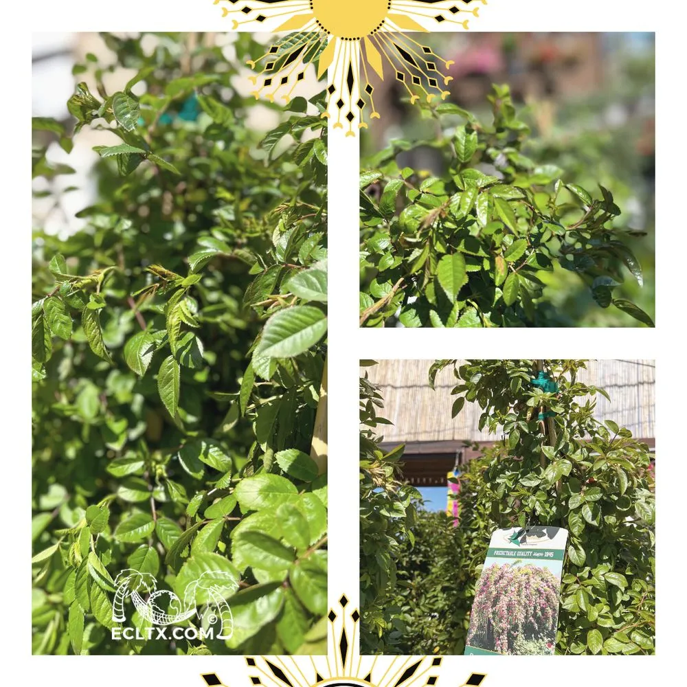 Trusted residential landscaping for beautiful yards in Galveston, TX by Earth Creations Landscaping