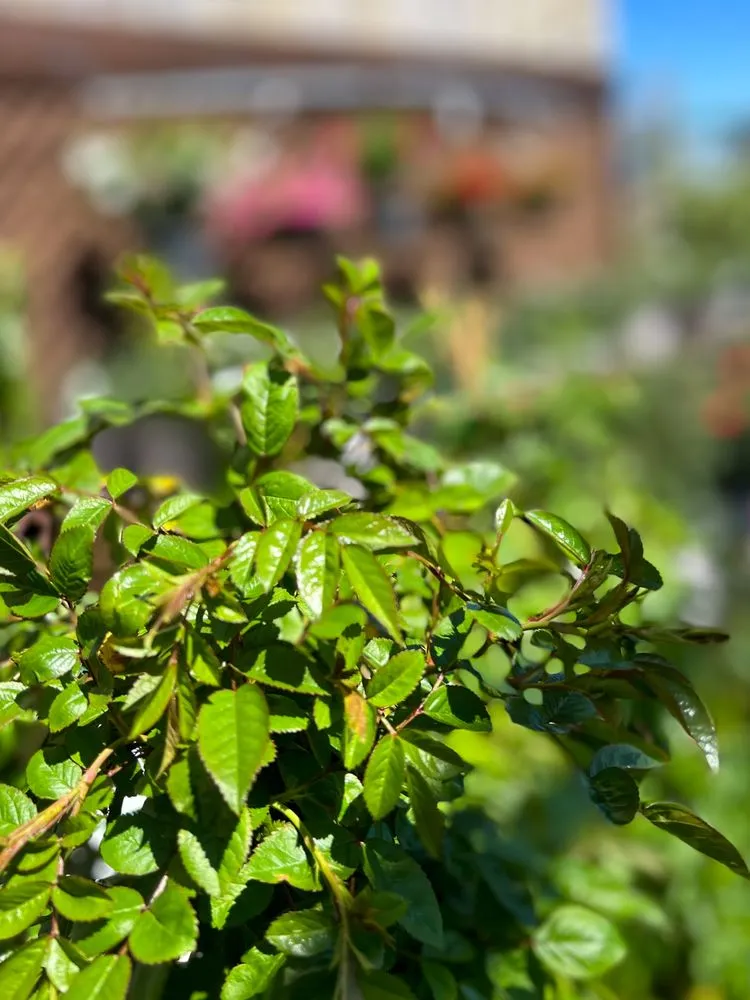 Top-rated landscape design in Galveston, TX - Earth Creations Landscaping