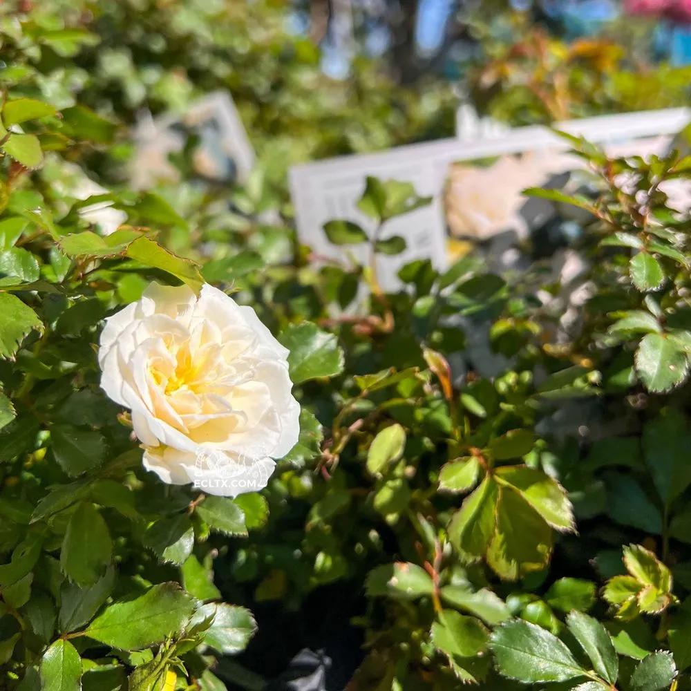 Local lawn mowing service with custom design in Galveston, TX by Earth Creations Landscaping