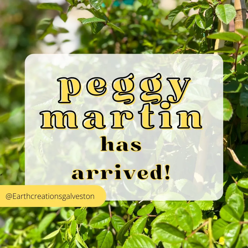 Expert yard maintenance for outdoor upgrades across Galveston, TX - Earth Creations Landscaping