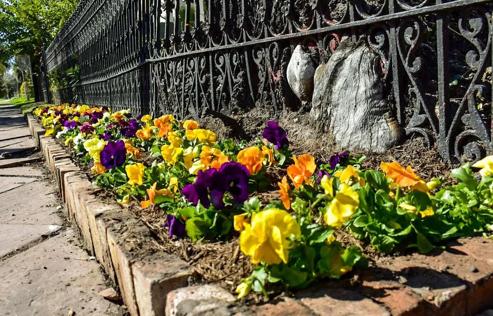 Local yard maintenance in Galveston, TX by Earth Creations Landscaping