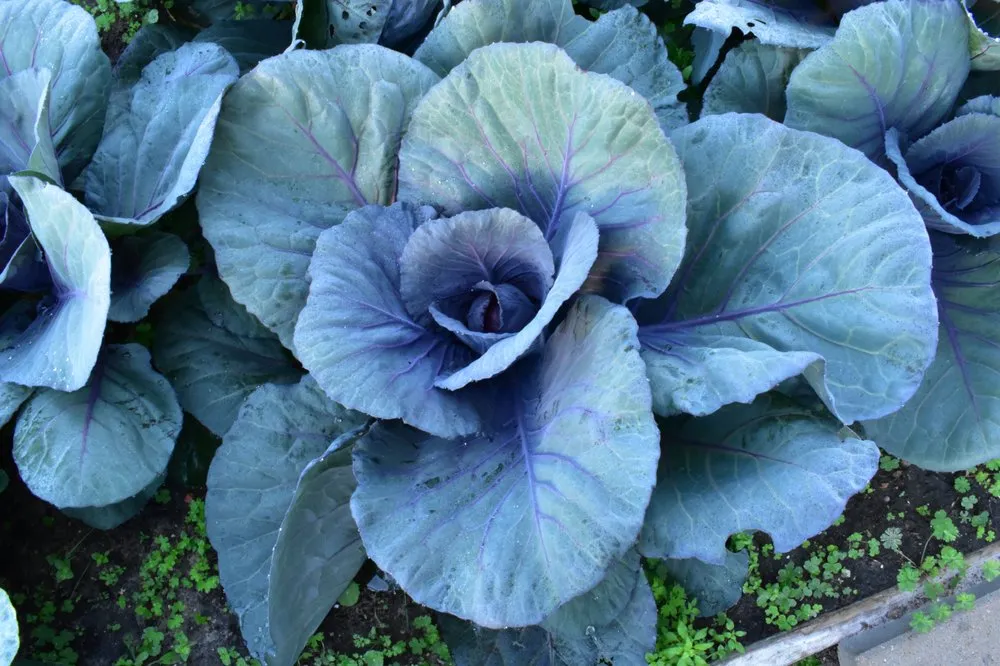 Top-rated residential landscaping experts serving Galveston, TX - Earth Creations Landscaping