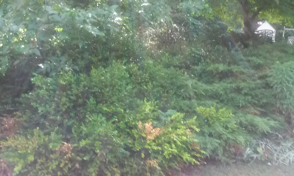 Professional yard cleanup service for residential properties in Cleveland, OH by Earth Cycle Landscaping