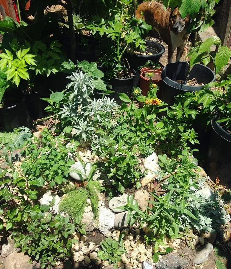 Custom yard cleanup service for homes in Santa Cruz, CA by Earth Design Gardens