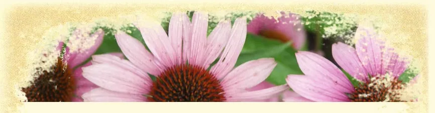 Custom yard maintenance for homes in Greenville, SC by Earth Design