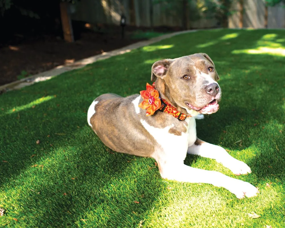 Expert outdoor landscaping experts serving Los Angeles, CA - Earth Design