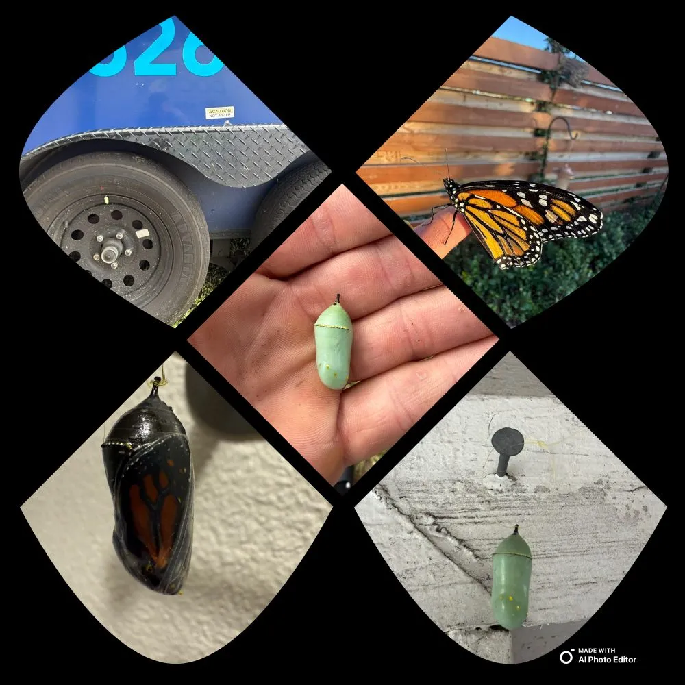 Custom garden landscaping for year-round maintenance in Palm Bay, FL by Earth Doctor Landscaping & Lawn Care