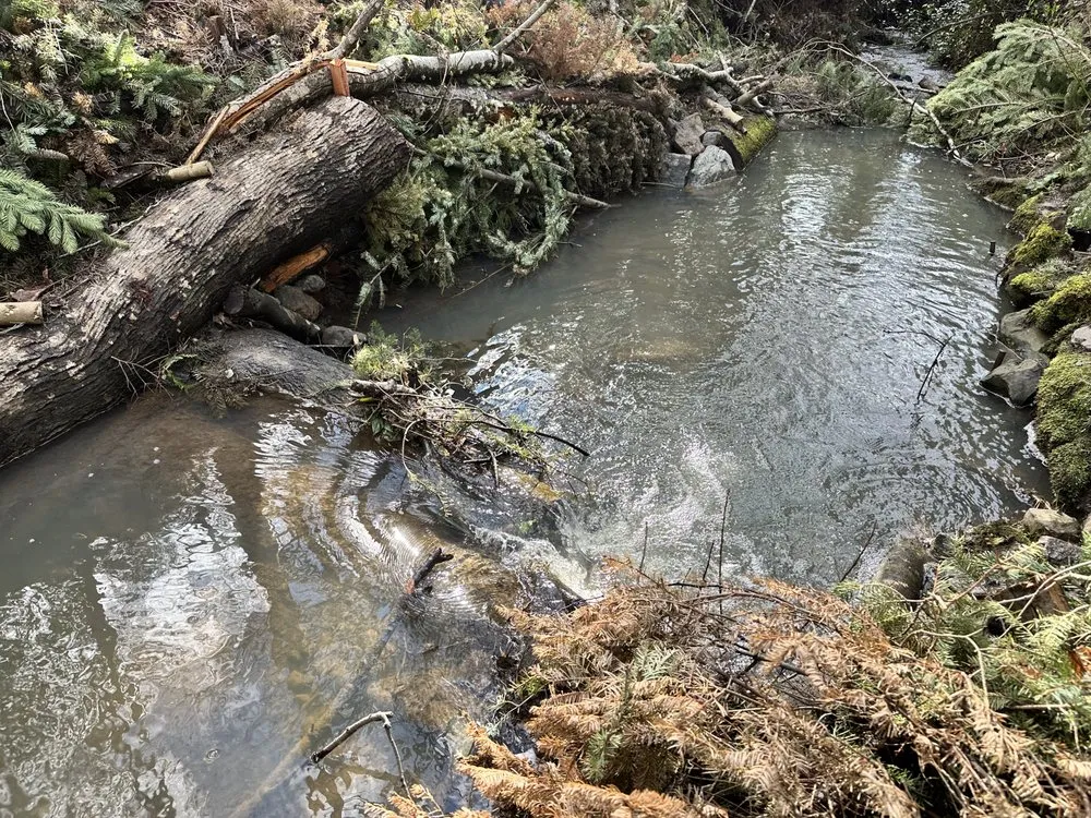 Affordable yard maintenance in Portland, OR by Earth Ecology