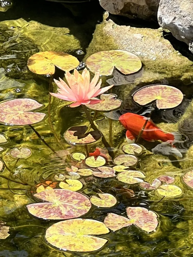 Reliable landscaping services in Harrisville, UT by Earth Energy Waterscapes