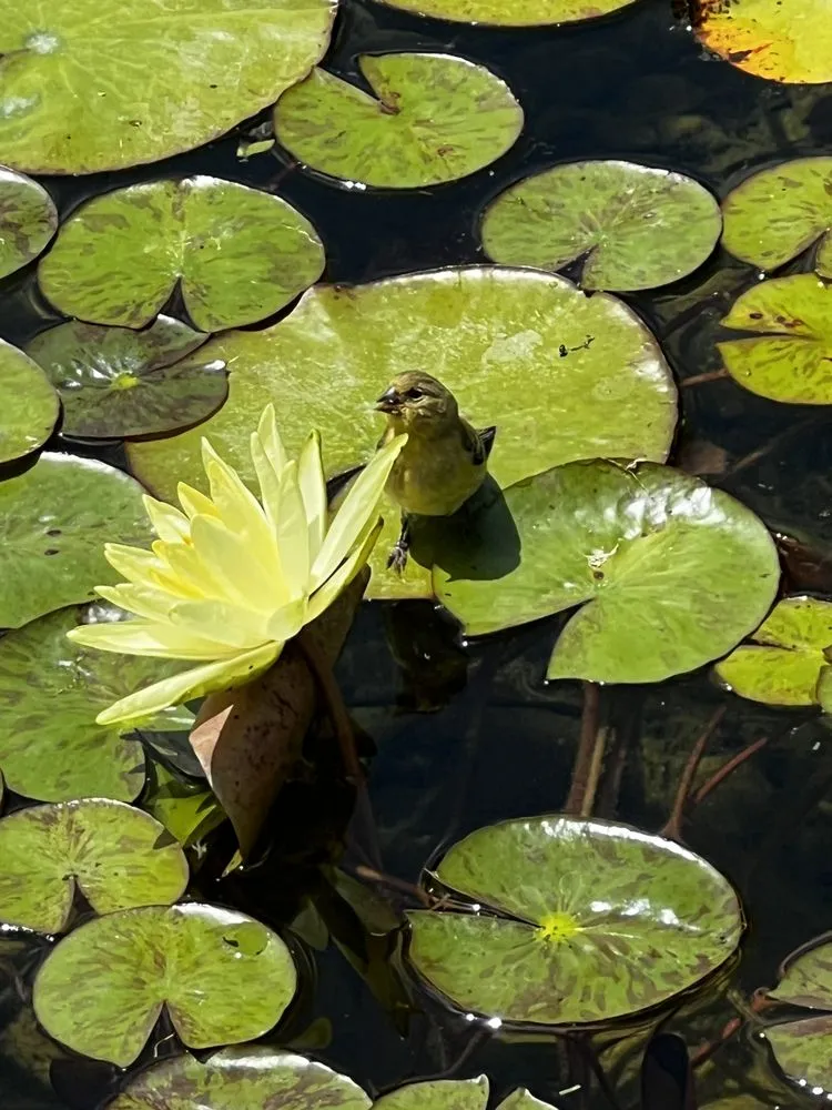 Local landscape installation for residential properties across Harrisville, UT - Earth Energy Waterscapes