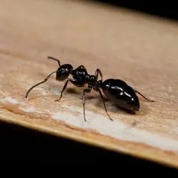 Earth Friendly Pest Control Logo