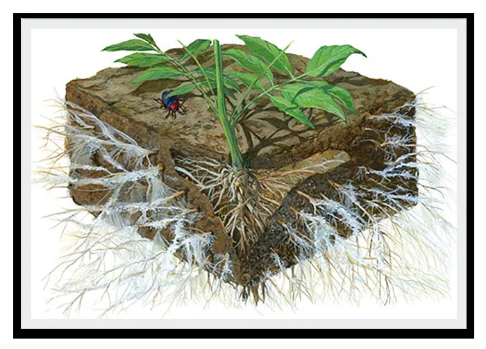 Custom landscaping services in Hackensack, MN - Earth Is Our Home Environmental Solutions