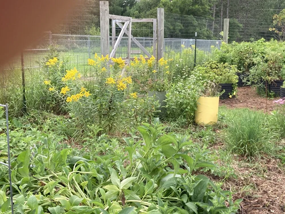 Local yard cleanup service in Hackensack, MN by Earth Is Our Home Environmental Solutions