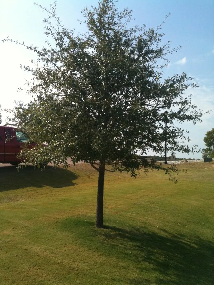 Professional yard cleanup service in Benbrook, TX by Earth-Land Gardeners & Rustics