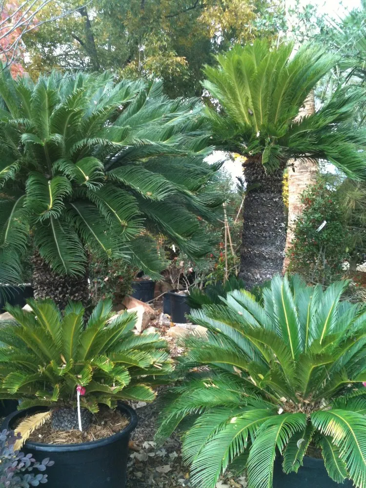 Professional lawn mowing service for beautiful yards across Benbrook, TX - Earth-Land Gardeners & Rustics