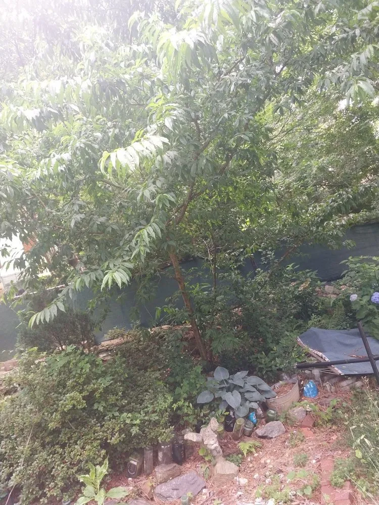 Affordable lawn care service in Flowery Branch, GA by Earth Lawn and Landscaping