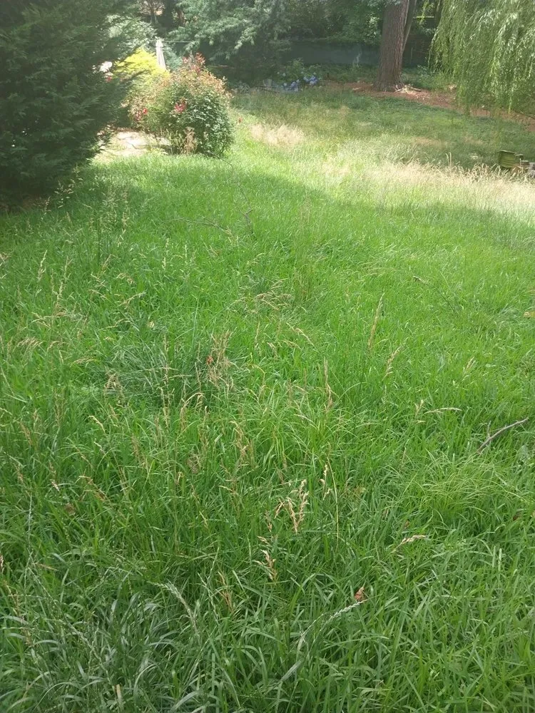 Reliable lawn care service near you across Flowery Branch, GA - Earth Lawn and Landscaping