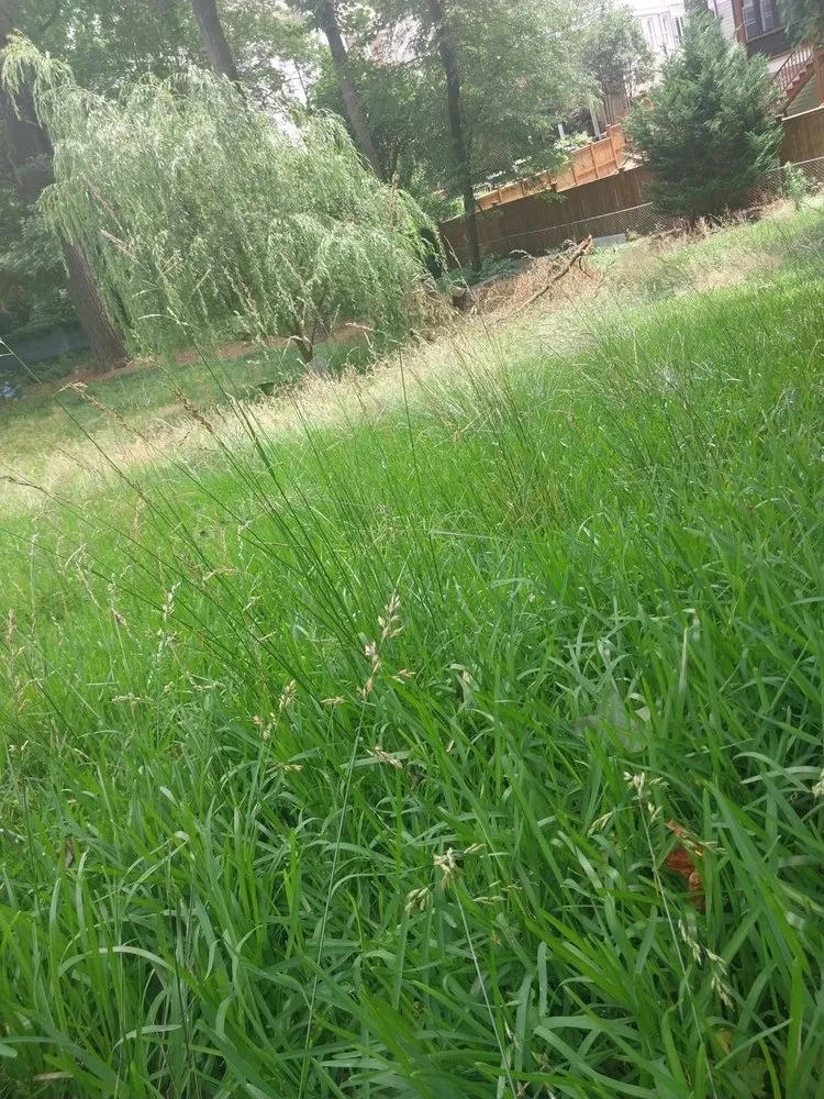 Custom lawn mowing service in Flowery Branch, GA by Earth Lawn and Landscaping