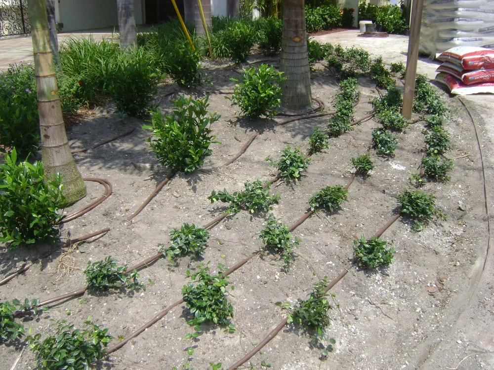 Reliable yard cleanup service in San Diego, CA - Earth One Landscape