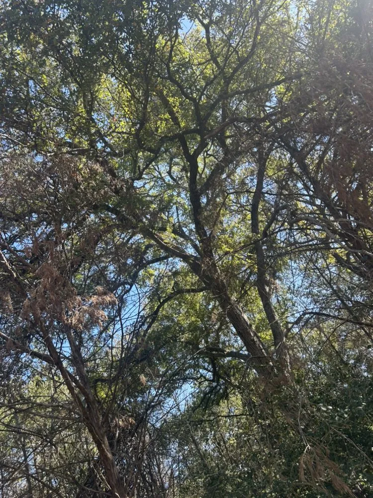 Top-rated outdoor landscaping for beautiful yards in Austin, TX by Earth Roots Tree Services & Construction