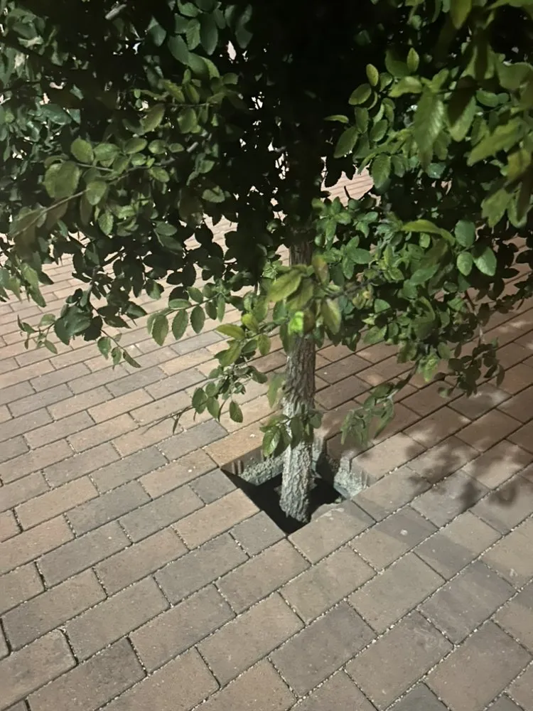 Custom landscaping services in Austin, TX - Earth Roots Tree Services & Construction