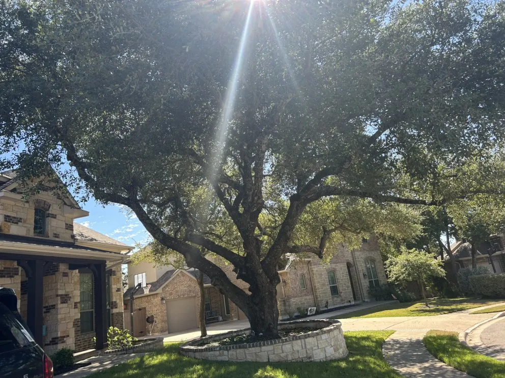 Professional landscaping services for beautiful yards in Austin, TX by Earth Roots Tree Services & Construction