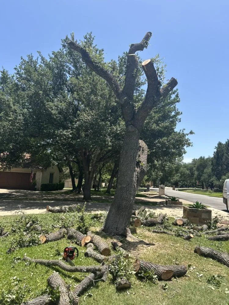 Affordable landscape installation in Austin, TX by Earth Roots Tree Services & Construction