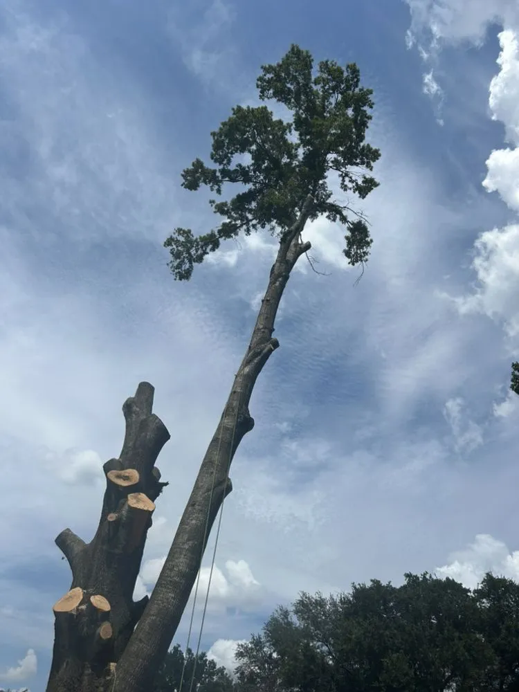 Expert lawn care service experts serving Austin, TX - Earth Roots Tree Services & Construction