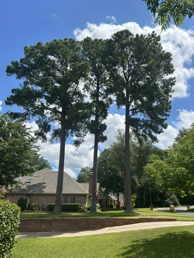 Affordable lawn care service in Austin, TX - Earth Roots Tree Services & Construction