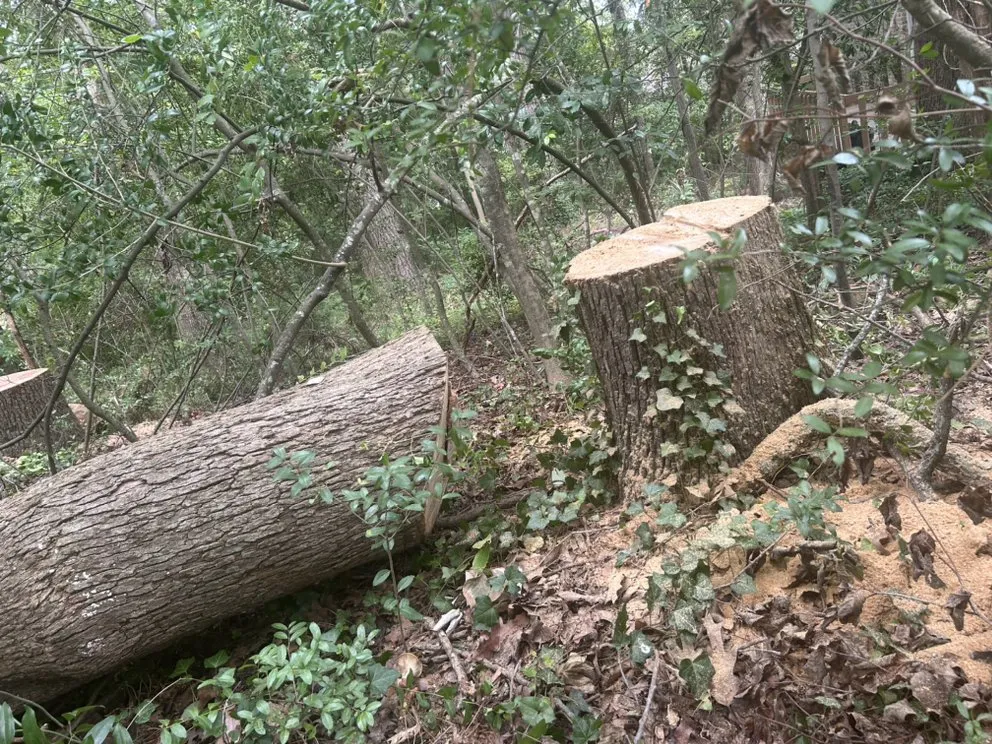 Top-rated yard maintenance in Austin, TX by Earth Roots Tree Services & Construction