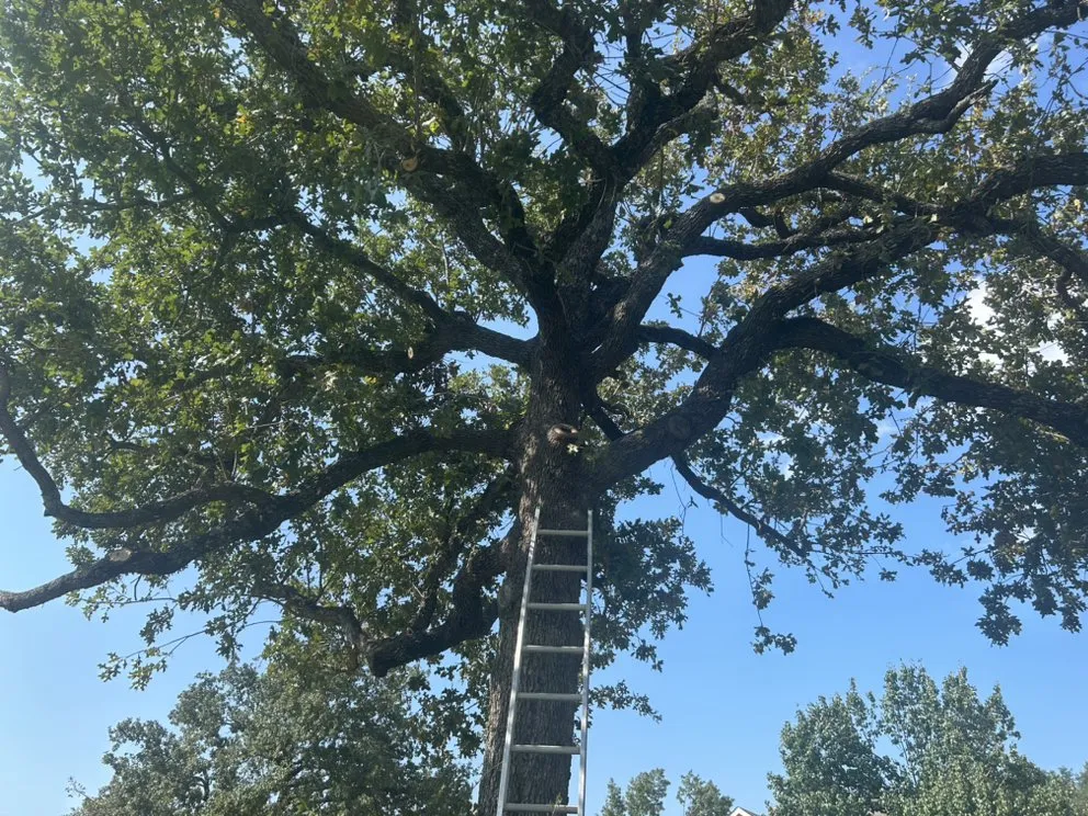Affordable yard maintenance for year-round maintenance in Austin, TX by Earth Roots Tree Services & Construction