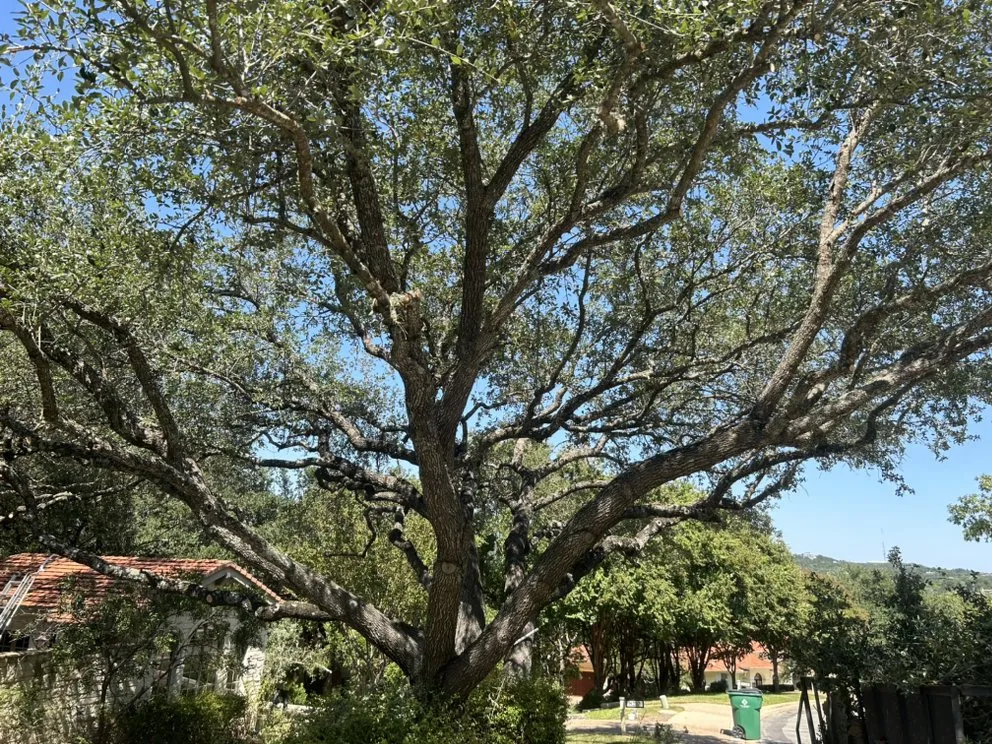 Local yard maintenance for year-round maintenance across Austin, TX - Earth Roots Tree Services & Construction