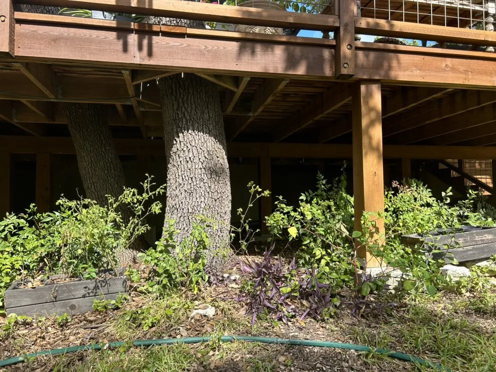 Local landscape design in Austin, TX by Earth Roots Tree Services & Construction