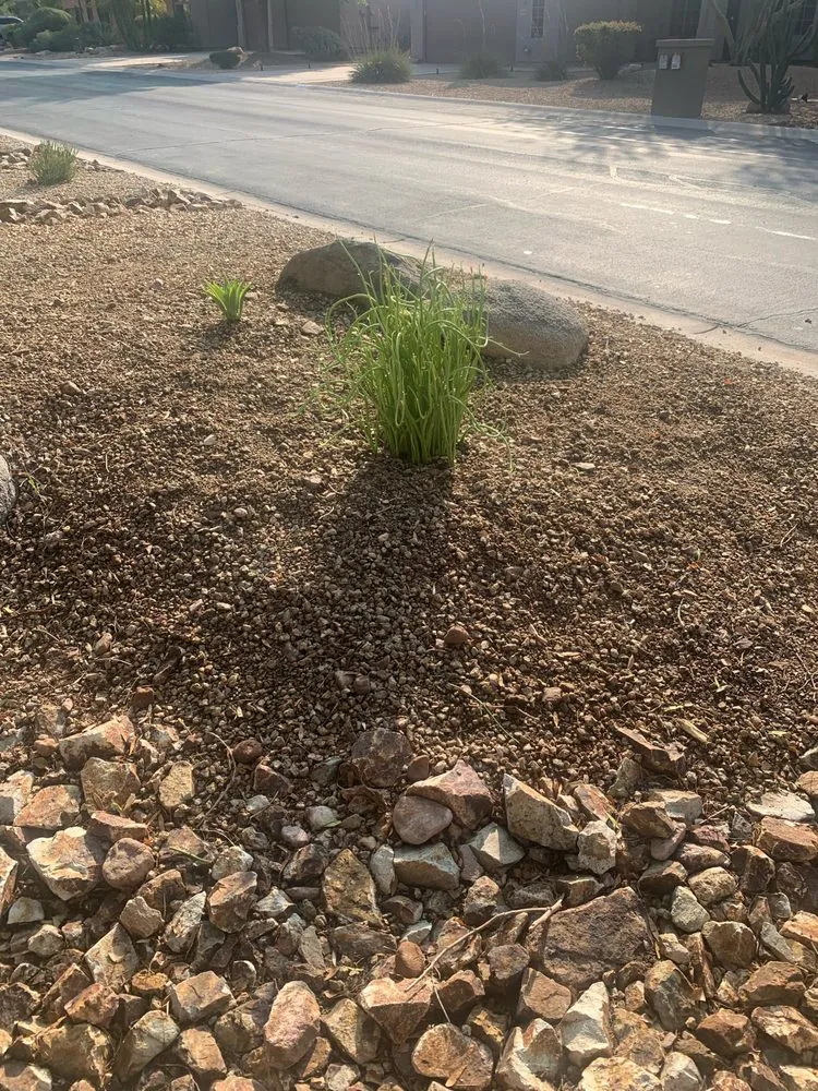 Top-rated yard cleanup service for beautiful yards across Mesa, AZ - Earth Smart Design