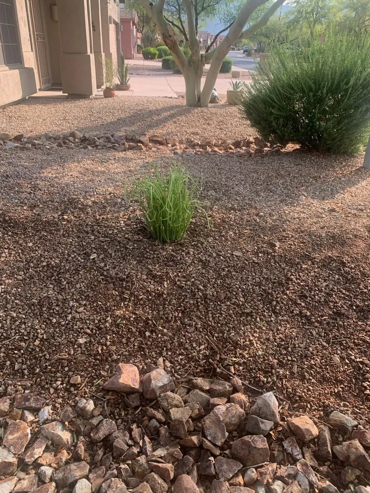 Local lawn care service in Mesa, AZ by Earth Smart Design